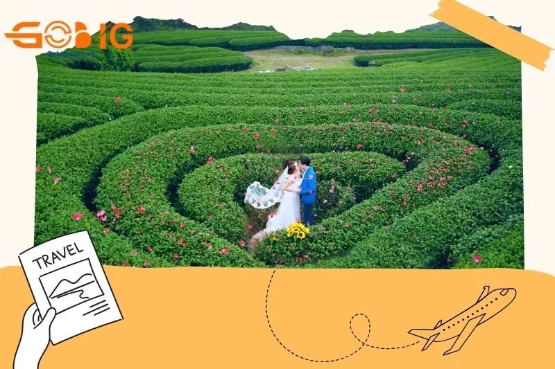 Đồi chè Mộc Châu