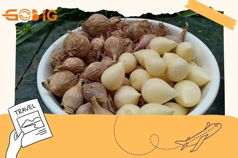 Tỏi cô đơn Phú Yên