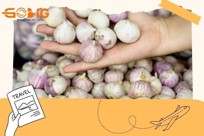 Tỏi cô đơn Phù Yên