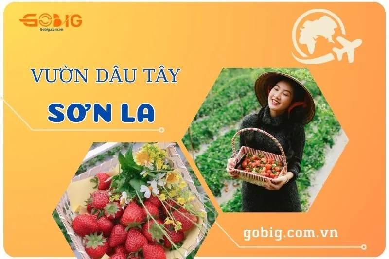 Khám phá 7 vườn dâu tây Sơn La đẹp mê mẩn - Cẩm nang du lịch Gobig