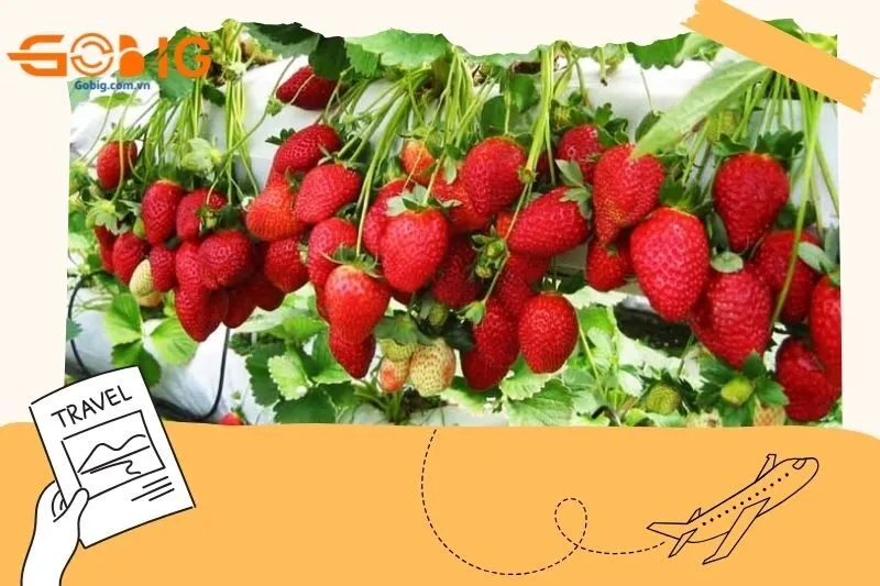 Khám phá 7 vườn dâu tây Sơn La