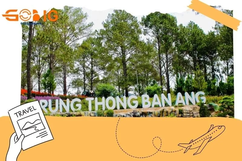Chơi gì ở rừng thông Bản Áng?