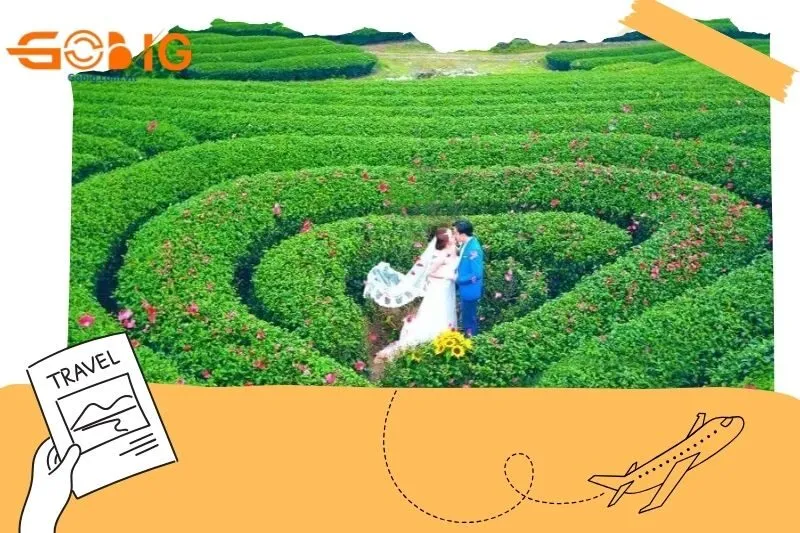 Đồi Chè Trái Tim Mộc Châu có gì đặc biệt?