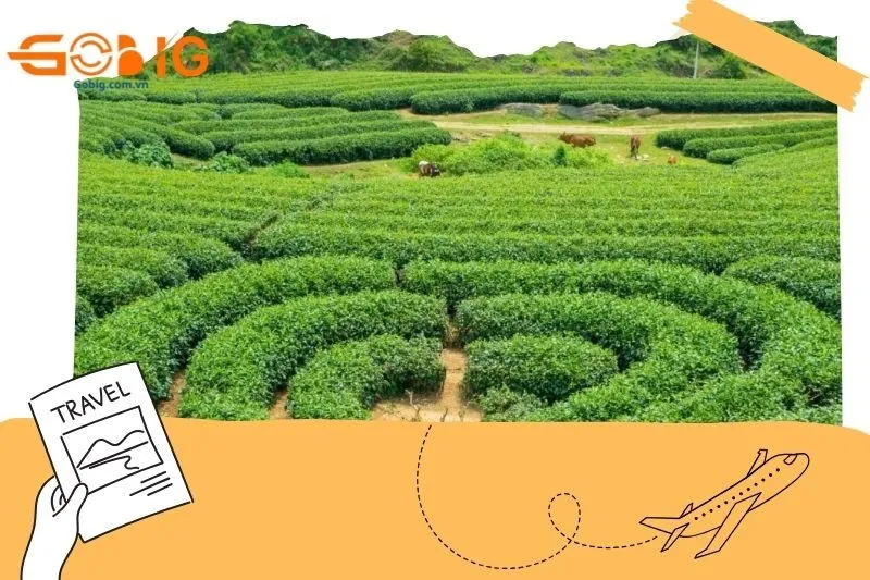 Hướng dẫn đường đi đến đồi chè