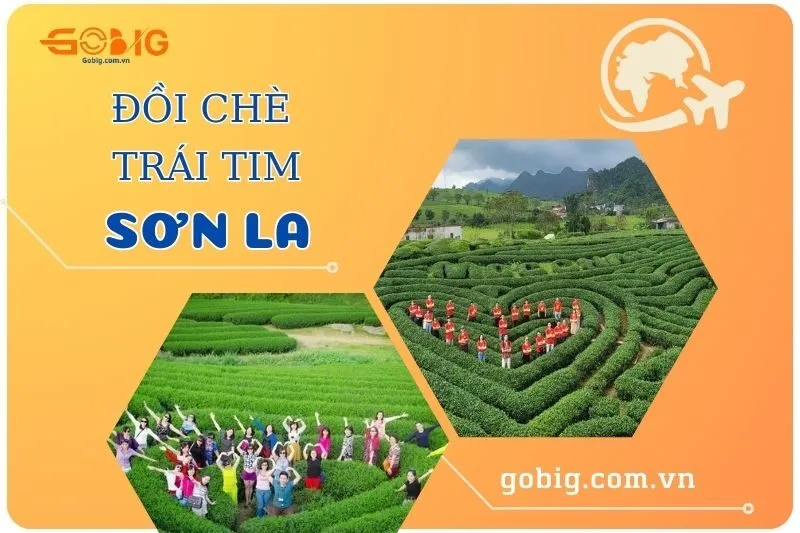 Khám Phá Đồi Chè Trái Tim Sơn La 2025 - Điểm Đến Hấp Dẫn