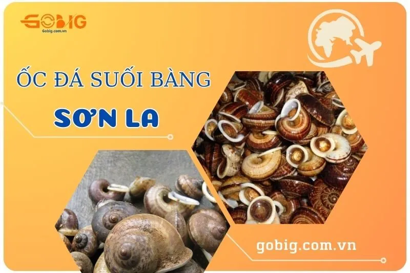 Khám Phá Ốc Đá Suối Bàng Sơn La – Đặc Sản Nổi Tiếng 2025