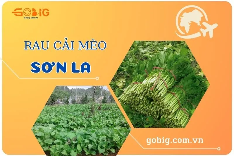 Khám Phá Rau Cải Mèo Sơn La 2025 - Đặc Sản Và Món Ăn Nổi Bật