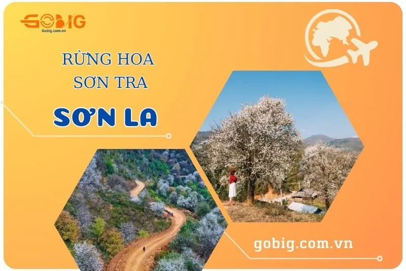 Khám Phá Rừng Hoa Sơn Tra Sơn La 2025: Điểm Đến Tuyệt Vời