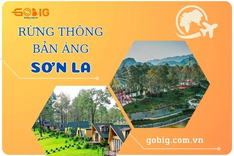 Khám Phá Rừng Thông Bản Áng Sơn La 2025 - Điểm Đến Hấp Dẫn