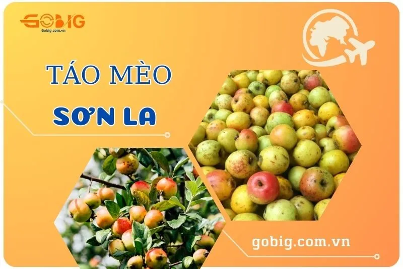 Khám Phá Táo Mèo Sơn La 2025 – Đặc Sản Tây Bắc Hấp Dẫn