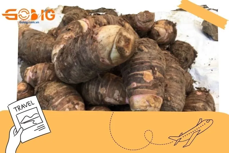 Tổng quan về khoai sọ mán Mộc Châu
