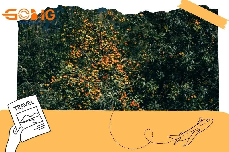 Tổng quan về táo mèo Sơn La