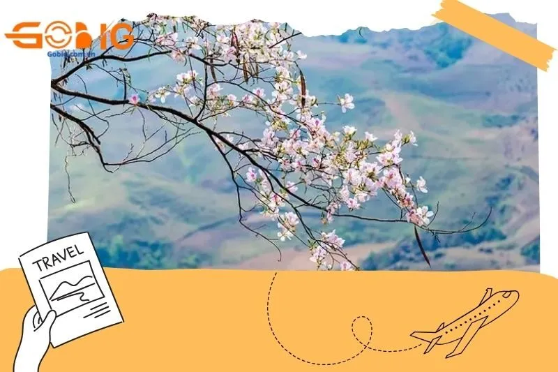 Cây hoa Ban Tây Bắc có mấy loại?
