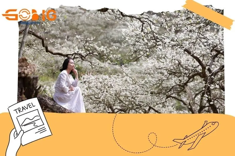 Hoa mận Mộc Châu nở vào tháng mấy?