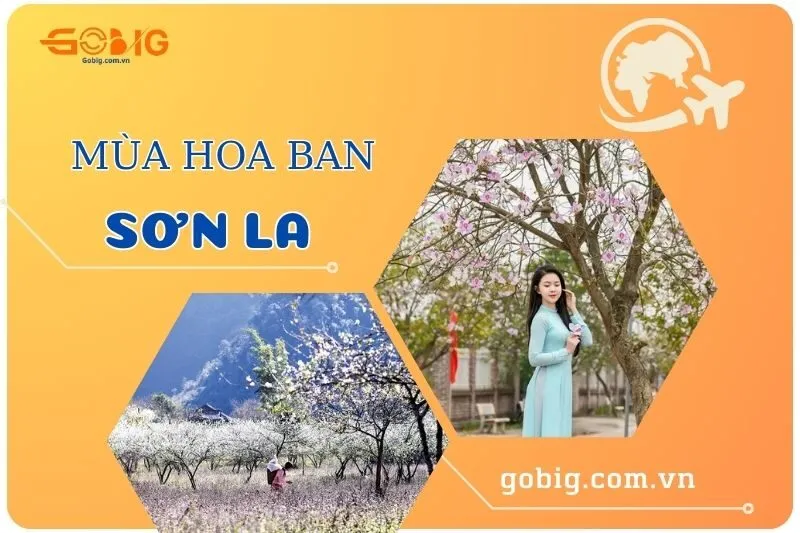 Khám Phá Mùa Hoa Ban Sơn La 2025 - Vẻ Đẹp Tây Bắc Hút Hồn