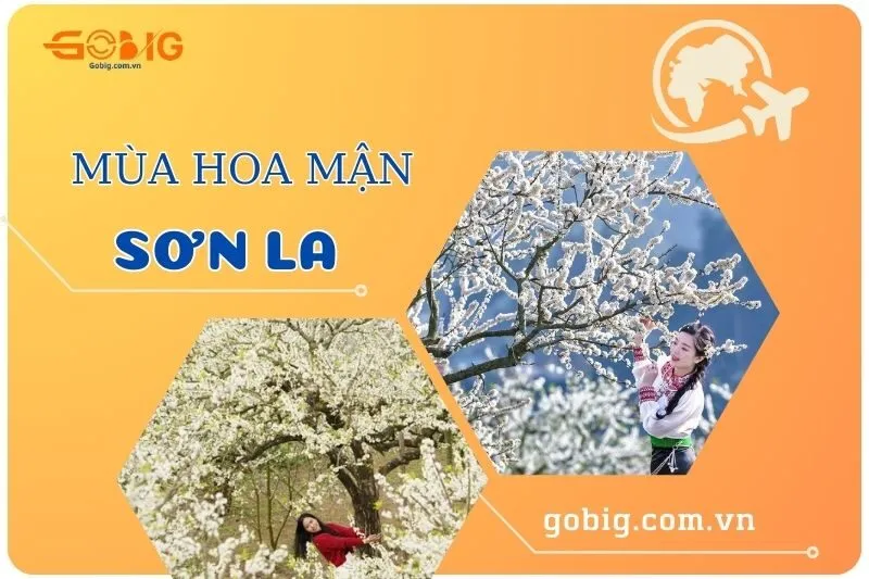 Khám Phá Mùa Hoa Mận Sơn La 2025 - Điểm Đến Tuyệt Đẹp Mộc Châu