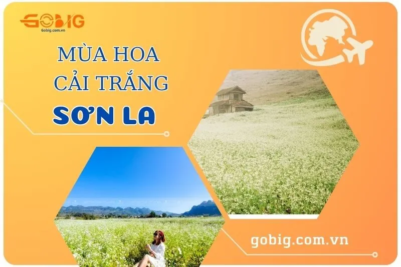 Mùa hoa Cải Trắng Sơn La 2025: Địa điểm, Thời gian và Kinh nghiệm