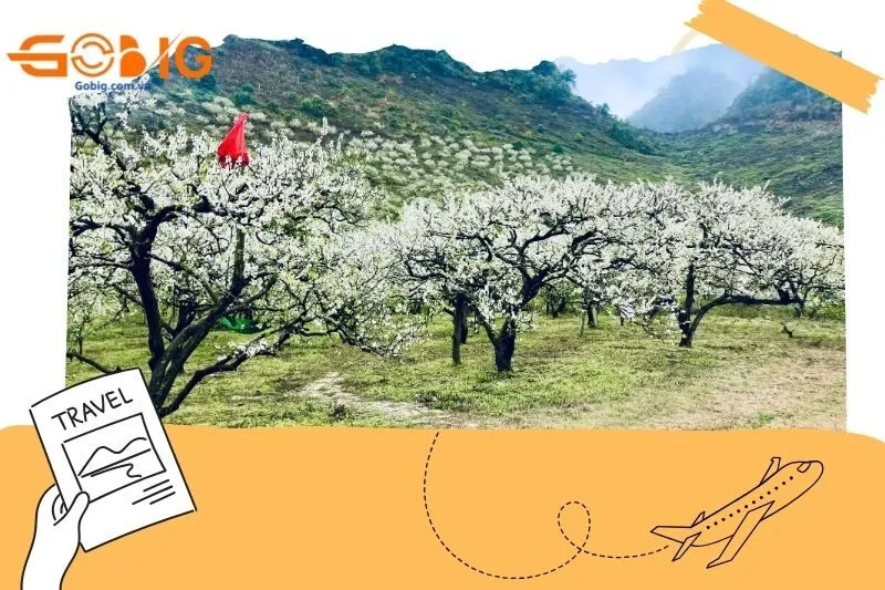 Những lưu ý khi du lịch mùa hoa mận Mộc Châu